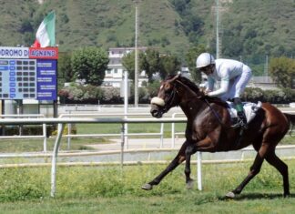 Agnano Galoppo giovedì 11 giugno (19.50) pronostici di Federico Raccichini.
