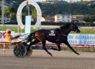 Confermati alle Batterie del Gran Premio Anact Stakes Plus+ sud.