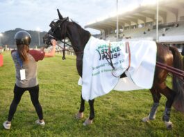 Agnano Trotto protagonista, al via il 27 ottobre le Batterie del Gran Premio Anact Stakes+ sud.